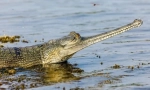 Gavial