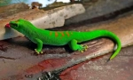 Gekon (zdjęcie): jaszczurka z fantastycznymi umiejętnościami