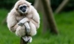 Gibbon belorussian