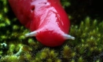 Gigant pink mountain slug caputar (5 zdjęć)