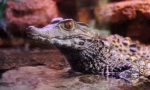 Cieszę się caiman