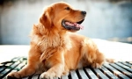Golden retriever (zdjęcie): jeden z najmądrzejszych ras psów
