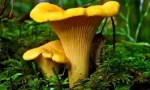 Chanterelles grzybów z pasożytów