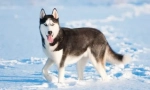 Husky: teoria nazwy pochodzenia