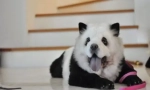 Hit chiny: chow-chow panda