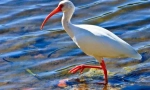 Ibis red-nonged