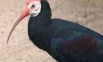 Ibis bald south