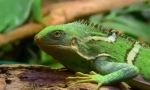 Iguana fidjian striped