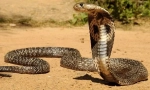 Indian cobra
