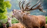 Ciekawe fakty dotyczące szlachetnego jelenia