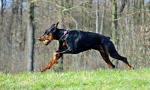 Ciekawe fakty o doberman