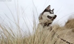Ciekawe fakty o husky