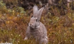 Ciekawe fakty dotyczące zających