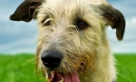 Irlandzki wolfhound (zdjęcia): umiejętny myśliwy z arystokratycznym wyglądem
