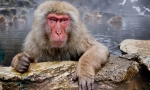 Japoński macak
