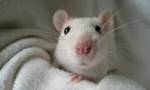 Etoparasites w dekoracyjnych szczurach