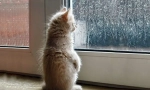 Jak kot przewiduje pogodę