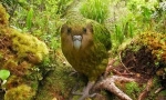Kakapo: dobroodowana papuga, podobna do ol (9 zdjęć)
