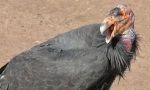 California condor
