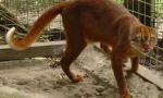 Kalimantanian cat: rzadkie zwierzę z wyspy borneo