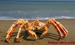 Krab kamchatsky