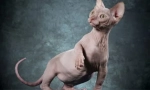 Kanadyjskie i don sphynxes: podobieństwa i różnice