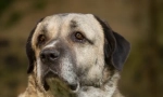 Kangal (zdjęcie): potężny i pełen wdzięku przyjaciel człowieka