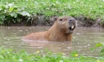 Capybara: gryzoń, którego nazwana ryba