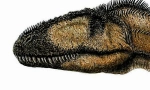 Carcharodontosaur