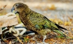 Kea