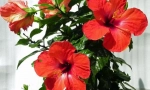 Chińska róża (hibiskus)