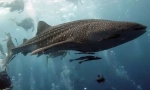 Rekiny wielorybów - największa na świecie ryba (15 zdjęć)