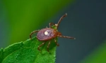 Tick ​​borrelioza: objawy i leczenie