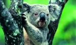 Koala: niedźwiedź letni z australii (zdjęcie zwierzęce)