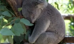 Koala: australijski leniwy niedźwiedź (16 zdjęć)