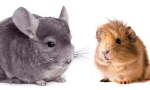 Kto jest lepszy, aby zacząć - chinchilla lub świnka morska