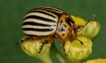 Colorado beetle i jego larwy: opis i uszkodzenia