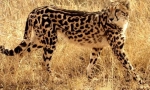 Royal gepard