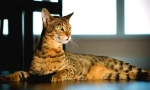 Savannah cat (foto): punning and delikatny gepard