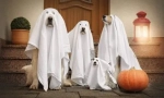 Kostium dla psa na halloween zrób to sam - pomysły na zdjęciu