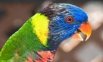 Piękne i inteligentne papugi