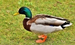 Mallard