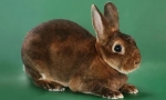 Króliki rex
