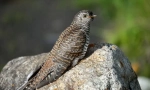 Cuckoo zwyczajny