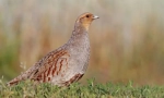 Partridge central russian