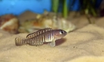 Nneolamprologus ocellatus lampol
