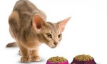 Leonardo: premium cat feed od zaufanego producent