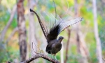 Lyrebird