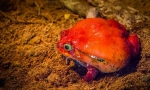 Frog-tomato