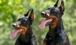 Najlepsze dobermanów kenels